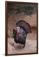 Wild Turkey-DLILLC-Framed Photographic Print