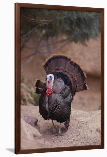 Wild Turkey-DLILLC-Framed Photographic Print