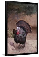 Wild Turkey-DLILLC-Framed Photographic Print