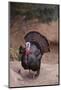 Wild Turkey-DLILLC-Mounted Photographic Print