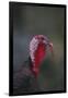 Wild Turkey-DLILLC-Framed Photographic Print