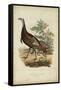 Wild Turkey-Charles L^ Bonapart-Framed Stretched Canvas