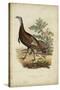 Wild Turkey-Charles L^ Bonapart-Stretched Canvas