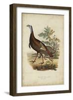 Wild Turkey-Charles L^ Bonapart-Framed Art Print