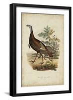 Wild Turkey-Charles L^ Bonapart-Framed Art Print