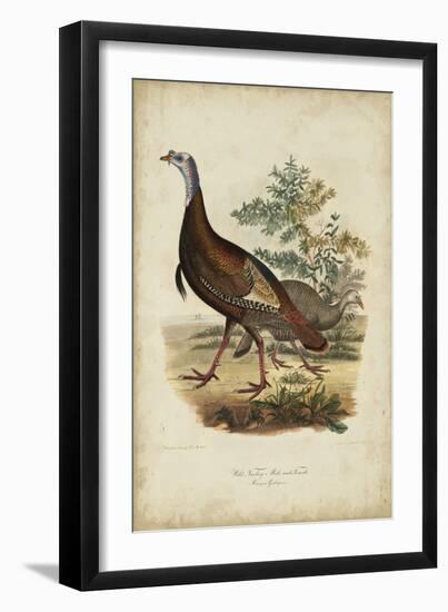 Wild Turkey-Charles L^ Bonapart-Framed Art Print