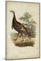 Wild Turkey-Charles L^ Bonapart-Mounted Art Print
