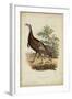 Wild Turkey-Charles L^ Bonapart-Framed Art Print