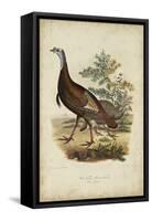 Wild Turkey-Charles L^ Bonapart-Framed Stretched Canvas