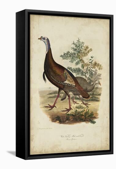 Wild Turkey-Charles L^ Bonapart-Framed Stretched Canvas