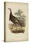 Wild Turkey-Charles L^ Bonapart-Stretched Canvas