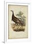 Wild Turkey-Charles L^ Bonapart-Framed Art Print