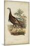 Wild Turkey-Charles L^ Bonapart-Mounted Art Print