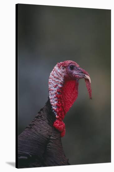 Wild Turkey-DLILLC-Stretched Canvas