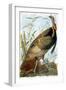 Wild Turkey-John James Audubon-Framed Giclee Print