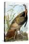 Wild Turkey-John James Audubon-Stretched Canvas