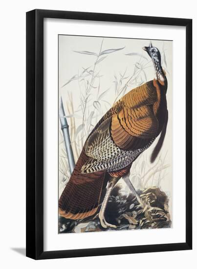 Wild Turkey-John James Audubon-Framed Art Print