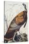 Wild Turkey-John James Audubon-Stretched Canvas