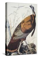 Wild Turkey-John James Audubon-Stretched Canvas