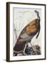 Wild Turkey-John James Audubon-Framed Art Print