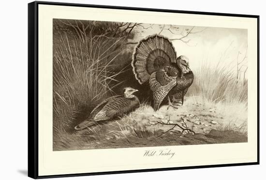 Wild Turkey-A. Thorburn-Framed Stretched Canvas