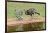 Wild Turkeyfemale feeding and drinking by pond-Larry Ditto-Framed Photographic Print