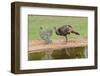 Wild Turkeyfemale feeding and drinking by pond-Larry Ditto-Framed Photographic Print