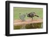 Wild Turkeyfemale feeding and drinking by pond-Larry Ditto-Framed Photographic Print