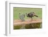 Wild Turkeyfemale feeding and drinking by pond-Larry Ditto-Framed Photographic Print