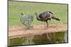 Wild Turkeyfemale feeding and drinking by pond-Larry Ditto-Mounted Photographic Print