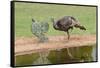 Wild Turkeyfemale feeding and drinking by pond-Larry Ditto-Framed Stretched Canvas