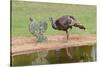 Wild Turkeyfemale feeding and drinking by pond-Larry Ditto-Stretched Canvas