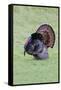 Wild Turkeymale strutting behavior-Larry Ditto-Framed Stretched Canvas