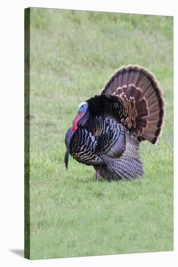 Wild Turkeymale strutting behavior-Larry Ditto-Stretched Canvas