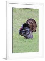 Wild Turkeymale strutting behavior-Larry Ditto-Framed Photographic Print