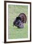 Wild Turkeymale strutting behavior-Larry Ditto-Framed Photographic Print