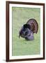 Wild Turkeymale strutting behavior-Larry Ditto-Framed Photographic Print