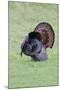 Wild Turkeymale strutting behavior-Larry Ditto-Mounted Photographic Print
