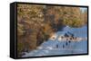 Wild Turkeys Along Rural Road in Winter Near Eureka, Montana-Chuck Haney-Framed Stretched Canvas