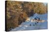 Wild Turkeys Along Rural Road in Winter Near Eureka, Montana-Chuck Haney-Stretched Canvas