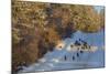 Wild Turkeys Along Rural Road in Winter Near Eureka, Montana-Chuck Haney-Mounted Photographic Print