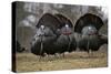 Wild Turkeys Males in Display-null-Stretched Canvas