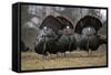 Wild Turkeys Males in Display-null-Framed Stretched Canvas