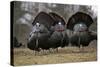 Wild Turkeys Males in Display-null-Stretched Canvas