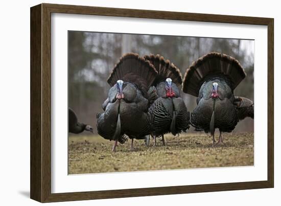 Wild Turkeys Males in Display-null-Framed Photographic Print