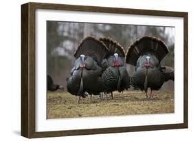 Wild Turkeys Males in Display-null-Framed Photographic Print