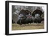 Wild Turkeys Males in Display-null-Framed Photographic Print