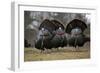 Wild Turkeys Males in Display-null-Framed Photographic Print