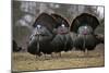 Wild Turkeys Males in Display-null-Mounted Photographic Print