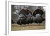 Wild Turkeys Males in Display-null-Framed Photographic Print